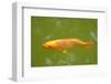 Decorative Carp or Koi-Fedorkin-Framed Photographic Print