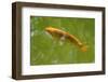 Decorative Carp or Koi-Fedorkin-Framed Photographic Print