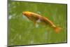 Decorative Carp or Koi-Fedorkin-Mounted Photographic Print