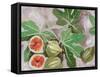 Decorative Fig I-Melissa Wang-Framed Stretched Canvas