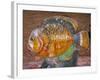 Decorative Fish in a Park near Phuket, Thailand-Tom Haseltine-Framed Photographic Print