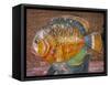 Decorative Fish in a Park near Phuket, Thailand-Tom Haseltine-Framed Stretched Canvas