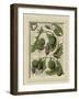 Decorative Flourish II-Vision Studio-Framed Art Print