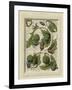 Decorative Flourish II-Vision Studio-Framed Art Print