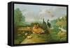Decorative Fowl and Ducklings-Jan van Kessel the Elder-Framed Stretched Canvas