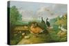 Decorative Fowl and Ducklings-Jan van Kessel the Elder-Stretched Canvas