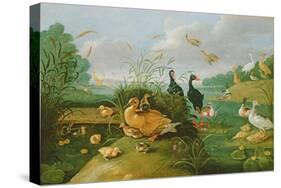 Decorative Fowl and Ducklings-Jan van Kessel the Elder-Stretched Canvas