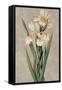 Decorative Irises I-Jill Deveraux-Framed Stretched Canvas