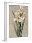 Decorative Irises I-Jill Deveraux-Framed Art Print