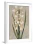 Decorative Irises II-Jill Deveraux-Framed Art Print