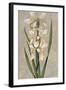 Decorative Irises II-Jill Deveraux-Framed Art Print