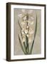 Decorative Irises II-Jill Deveraux-Framed Art Print