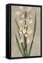 Decorative Irises II-Jill Deveraux-Framed Stretched Canvas