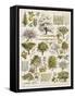 Decorative Page Showing Fruit Trees and Ways to Cultivate Them-null-Framed Stretched Canvas