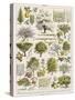 Decorative Page Showing Fruit Trees and Ways to Cultivate Them-null-Stretched Canvas