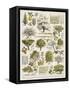 Decorative Page Showing Fruit Trees and Ways to Cultivate Them-null-Framed Stretched Canvas