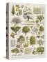 Decorative Page Showing Fruit Trees and Ways to Cultivate Them-null-Stretched Canvas