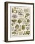 Decorative Page Showing Fruit Trees and Ways to Cultivate Them-null-Framed Photographic Print