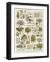 Decorative Page Showing Fruit Trees and Ways to Cultivate Them-null-Framed Photographic Print