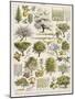 Decorative Page Showing Fruit Trees and Ways to Cultivate Them-null-Mounted Photographic Print