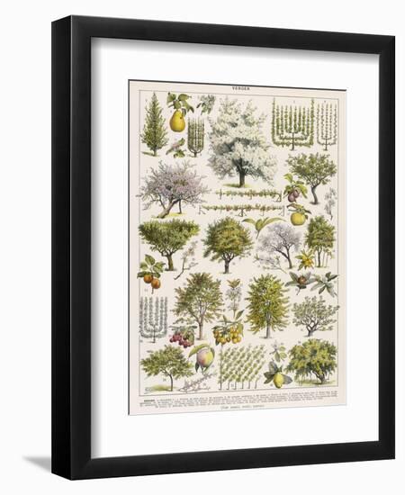 Decorative Page Showing Fruit Trees and Ways to Cultivate Them-null-Framed Photographic Print