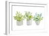 Decorative Plant Arrangement II-Lanie Loreth-Framed Premium Giclee Print
