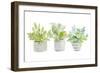 Decorative Plant Arrangement II-Lanie Loreth-Framed Art Print