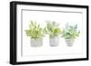 Decorative Plant Arrangement II-Lanie Loreth-Framed Art Print