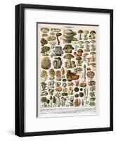 Decorative Print of 'Champignons' by Demoulin, 1897-null-Framed Giclee Print