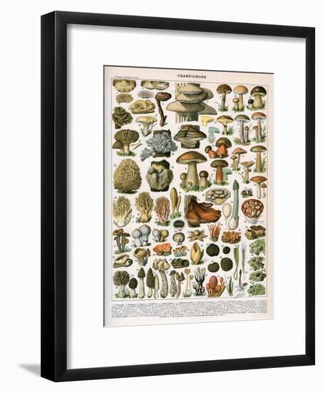 Decorative Print of 'Champignons' by Demoulin, 1897-null-Framed Giclee Print