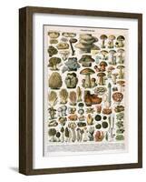 Decorative Print of 'Champignons' by Demoulin, 1897-null-Framed Giclee Print