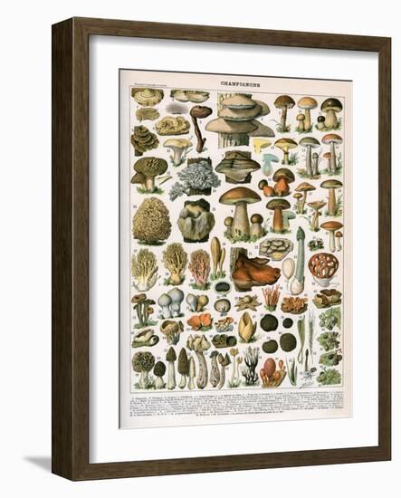 Decorative Print of 'Champignons' by Demoulin, 1897-null-Framed Giclee Print