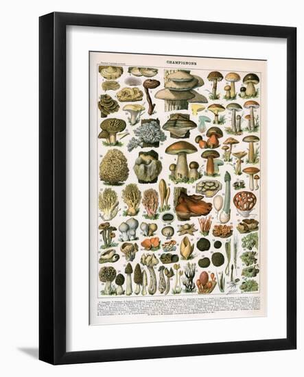 Decorative Print of 'Champignons' by Demoulin, 1897-null-Framed Giclee Print
