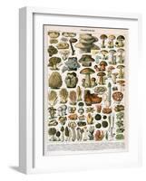 Decorative Print of 'Champignons' by Demoulin, 1897-null-Framed Giclee Print