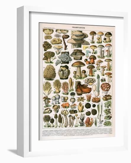 Decorative Print of 'Champignons' by Demoulin, 1897-null-Framed Giclee Print