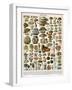 Decorative Print of 'Champignons' by Demoulin, 1897-null-Framed Giclee Print