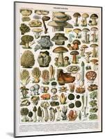Decorative Print of 'Champignons' by Demoulin, 1897-null-Mounted Giclee Print