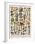 Decorative Print of 'Champignons' by Demoulin, 1897-null-Framed Giclee Print