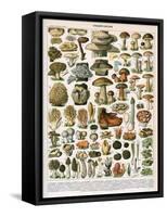 Decorative Print of 'Champignons' by Demoulin, 1897-null-Framed Stretched Canvas