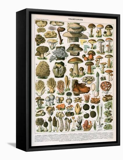 Decorative Print of 'Champignons' by Demoulin, 1897-null-Framed Stretched Canvas