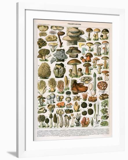 Decorative Print of 'Champignons' by Demoulin, 1897-null-Framed Giclee Print