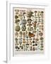 Decorative Print of 'Champignons' by Demoulin, 1897-null-Framed Giclee Print