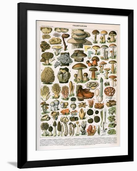 Decorative Print of 'Champignons' by Demoulin, 1897-null-Framed Giclee Print