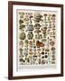 Decorative Print of 'Champignons' by Demoulin, 1897-null-Framed Giclee Print