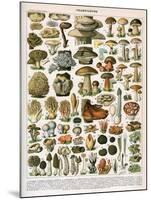 Decorative Print of 'Champignons' by Demoulin, 1897-null-Mounted Giclee Print