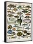 Decorative Print of 'Poissons' by Demoulin, 1897-null-Framed Stretched Canvas