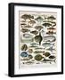 Decorative Print of 'Poissons' by Demoulin, 1897-null-Framed Giclee Print