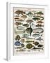 Decorative Print of 'Poissons' by Demoulin, 1897-null-Framed Giclee Print