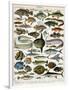 Decorative Print of 'Poissons' by Demoulin, 1897-null-Framed Premium Giclee Print