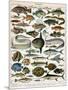 Decorative Print of 'Poissons' by Demoulin, 1897-null-Mounted Premium Giclee Print